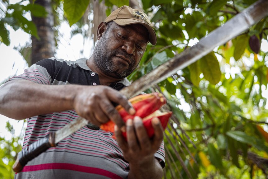 A man looks at a red pod while holding a knife.